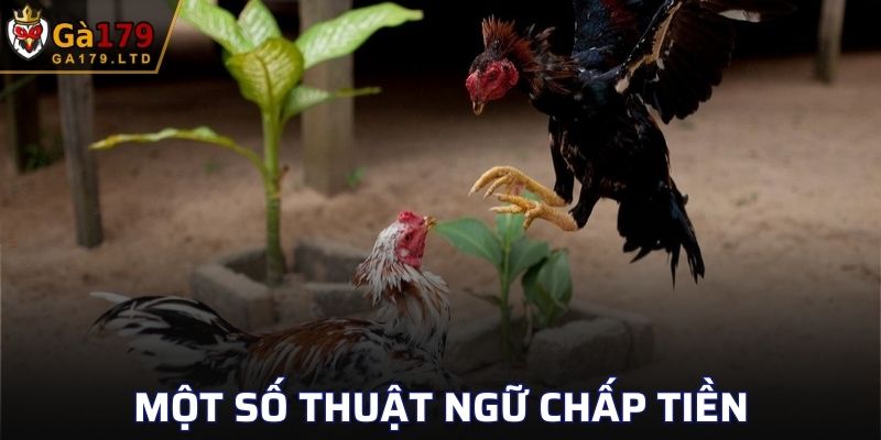 Một số thuật ngữ chấp tiền tại đá gà