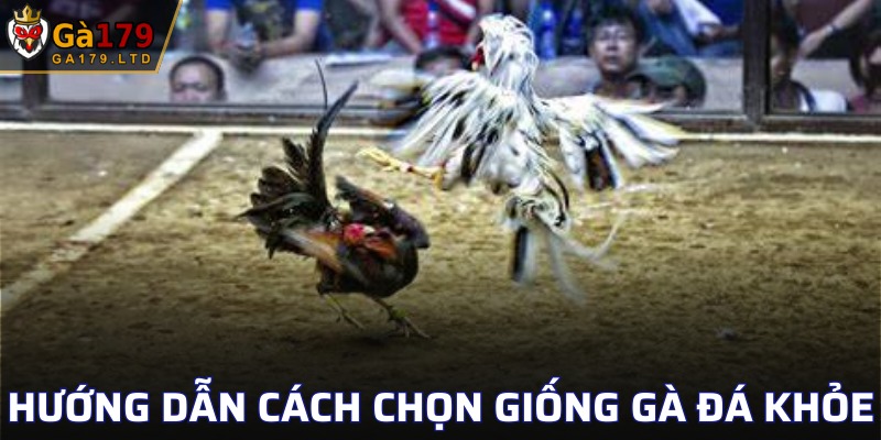 Nắm rõ cách chọn giống có khả năng đá khỏe