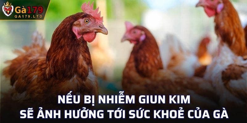 Nếu bị nhiễm giun kim, sẽ ảnh hưởng tới sức khoẻ của gà