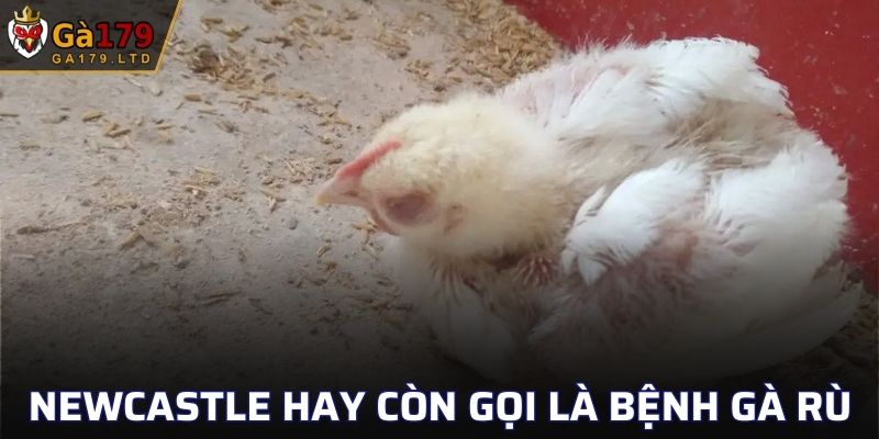 Newcastle hay còn gọi là bệnh gà rù hoặc tân thành gà