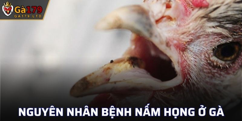 Bệnh nấm họng ở gà do những nguyên nhân nào?
