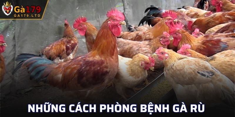 Những cách phòng bệnh gà rù hiệu quả, phổ
