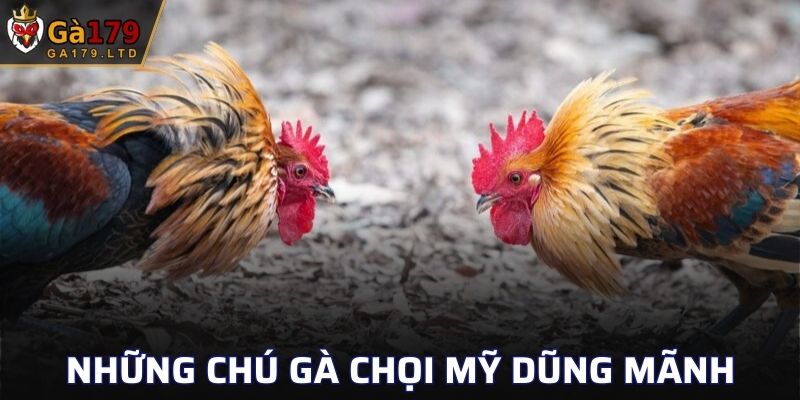 Những chú gà chọi mỹ dũng mãnh