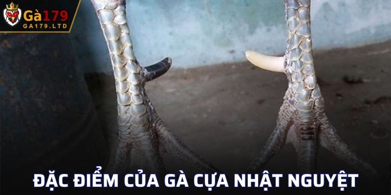 Những đặc điểm quan trọng của cựa gà Nhật Nguyệt