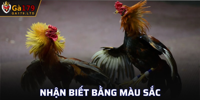 Phân biệt kê chiến sở hữu vảy nội hoa đăng qua màu sắc siêu đơn giản
