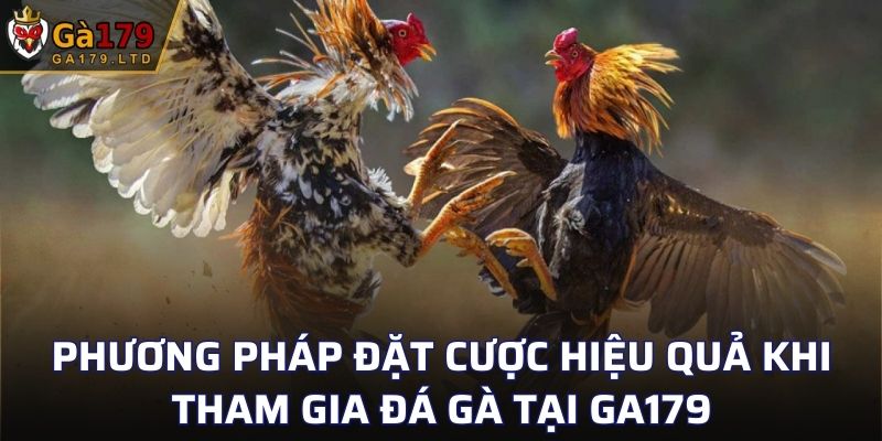 Phương pháp đặt cược hiệu quả khi tham gia đá gà tại GA179