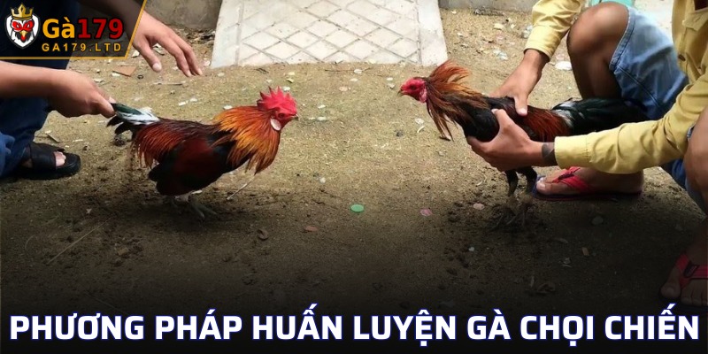 Phương pháp huấn luyện gà chọi chiến hiệu quả nhất