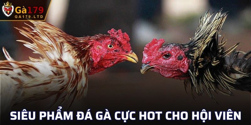 Siêu phẩm đá gà cực hot hit cho hội viên