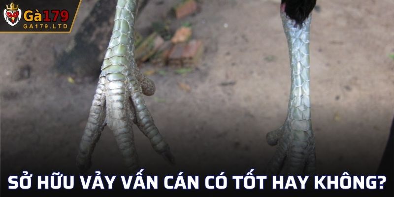 Sở hữu vảy Vấn Cán có thực sự tốt hay không?