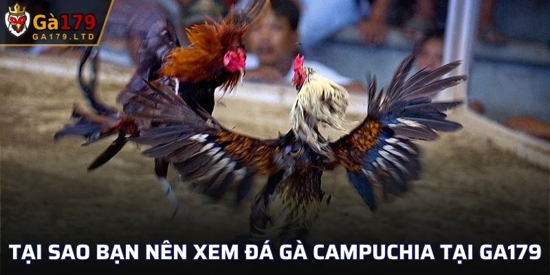 Tại sao bạn nên xem đá gà Campuchia tại GA179