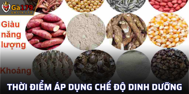Thời điểm tốt nhất để chăm sóc chế độ dinh dưỡng cho gà đá