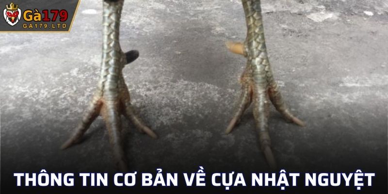 Thông tin cơ bản về cựa Nhật Nguyệt