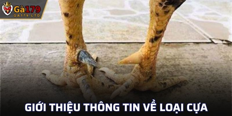 Thông tin cơ bản về Cựa Sưu Siêu Đao