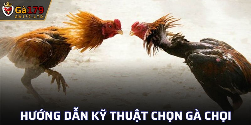 Thủ thuật chọn gà Thomo đúng chuẩn nhất cùng GA179