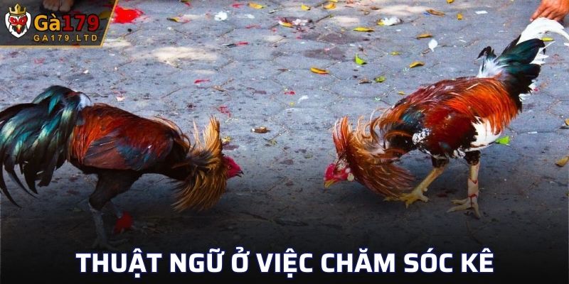 Thuật ngữ ở việc chăm sóc kê