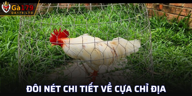 Tìm hiểu đôi nét về cựa chỉ địa