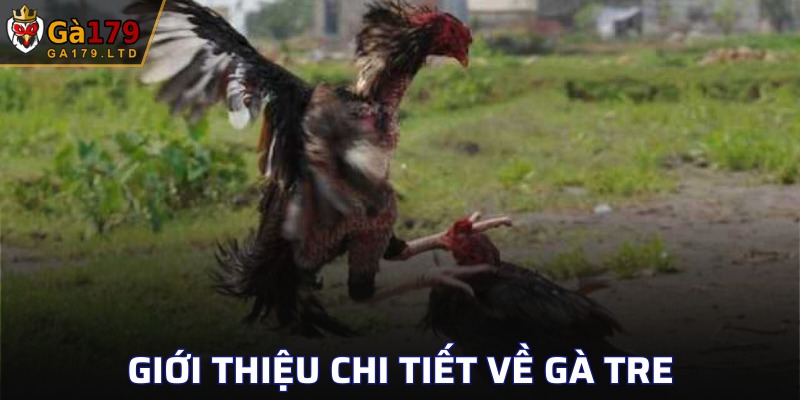 Tìm hiểu sơ lược về gà tre