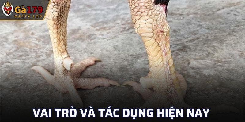 Tìm hiểu về vai trò cho gà đá