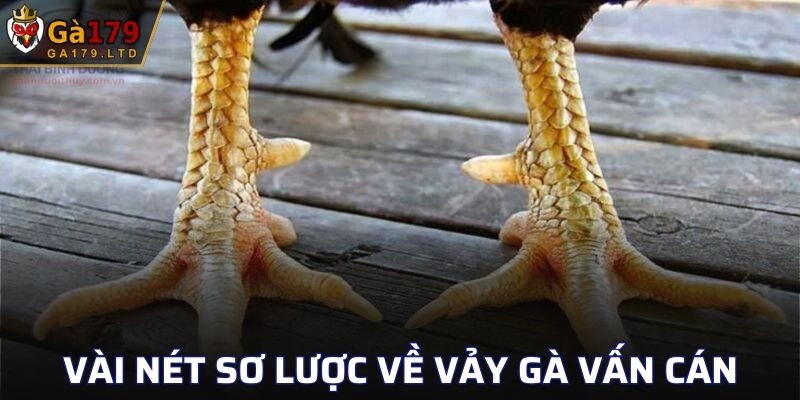 Vài nét sơ lược về vảy gà Vấn Cán