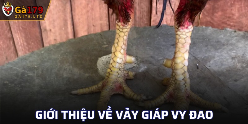 Vảy Giáp Vy Đao được yêu thích tại sân chơi GA179