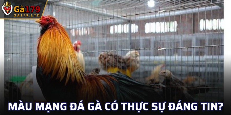 Yếu tố màu mạng đá gà thực sự đáng tin